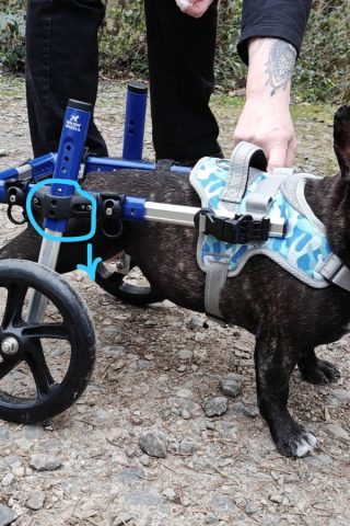 Beratung bei Hund mit Handicap
