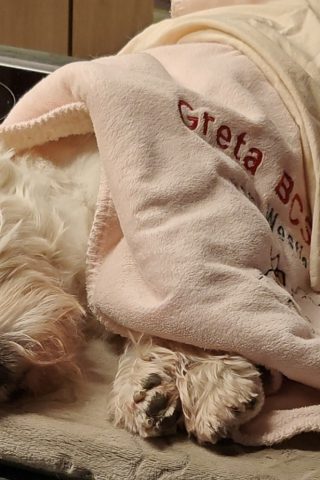 ...wärme Behandlung & Akupunktur beim alten Hund